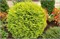 Глобоза Ауреа (Thuja occidentalis Globosa Aurea) 3110