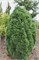 Глобоза Виридиз (Pinus sylvestris Globosa Viridis) 3111
