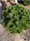 Гном (Pinus mugo Gnom) 3114