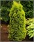 Голд Коун (Juniperus communis Gold Cone) 3117