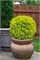 Голден Глобе (Thuja occidentalis Golden Globe) 3123