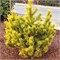 Голден Глоу (Pinus mugo Golden Glow) 3127