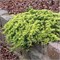 Голден Карпет (Juniperus horizontalis Golden Carpet) 3130