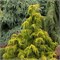 Голден Каскад (Cedrus deodara Gold Cascade) 3132
