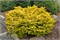 Голден Спредер (Abies nordmanniana Golden Spreader) 3139