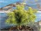 Гоудлокье (Larix kaempferi Goudlokje) 3154