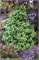 Грациллис (Picea orientalis Gracilis) 3169