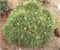 Грег (Pinus strobus Greg) 3170