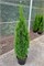 Грейт Стар (Thuja occidentalis Great Star) 3176