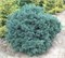 Грин Глоуб (Abies lasiocarpa Green Globe) 3179