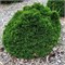 Грин Глоуб (Chamaecyparis lawsoniana Green Globe) 3181
