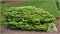 Грин Карпет (Abies koreana Green Carpet) 3183