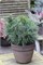 Грин Курлс (Pinus strobus Green Curls) 3187