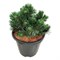 Грин Перл (Pinus mugo Green Pearl) 3188