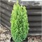 Грин Пиллар (Chamaecyparis lawsoniana Green Pillar) 3189
