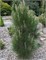 Грин Рокет (Pinus nigra Green Rocket) 3190