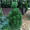 Грин Тауэр (Pinus nigra Green Tower) 3193