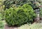 Грюн Кугель (Thuja occidentalis Grüne Kugel) 3201