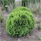 Даника (Thuja occidentalis Danica) 3208
