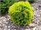 Даника Ауреа (Thuja occidentalis Danica Aurea) 3212