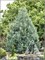 Дебора Ваксман (Larix laricina Deborah Waxman) 3222