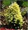 Дейзи Уайт (Picea glauca Daisy's White) 3226