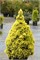 Дейзи Уайт (Picea glauca Daisy's White) 3227
