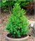 Десембер (Picea glauca December) 3229