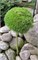 Джезек (Pinus uncinata Jezek) 3235