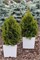 Джилдед Дресс (Thuja occidentalis Gilded Dress) 3239