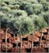 Дун Вэллей (Pinus sylvestris Doone Valley) 3257