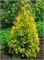 Еллоу Риббон (Thuja occidentalis Yellow Ribbon) 3263