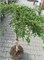 Зиал (Juniperus communis Zeal) 3272