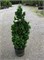 Зматлик (Thuja occidentalis Zmatlik) 3279