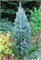 Изели Фастигиата (Picea pungens Iseli Fastigiate) 3284
