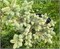 Инга (Abies koreana Inga) 3287