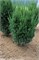 Казио (Taxus media Kazio) 3298
