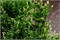 Кан-Кан (Thuja plicata Can-Can) 3311