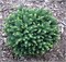 Карел (Picea omorika Karel) 3318
