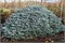 Карпатен (Picea pungens Karpaten) 3321