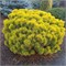 Карстен (Pinus mugo Carsten) 3322