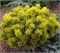 Карстен Винтерголд (Pinus mugo Carsten Wintergold) 3323