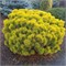 Карстенс Винтерголд (Pinus mugo Carstens Wintergold) 3326