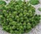 Клостеркоттер (Pinus mugo Klosterkoetter) 3336