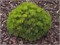 Кобольд (Pinus mugo Kobold) 3338