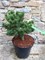 Кокухо (Pinus parviflora Kokuho) 3342