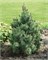 Колумбо (Pinus mugo Columbo) 3344