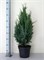 Колумнарис (Chamaecyparis lawsoniana Columnaris) 3346