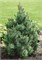 Колумнарис (Pinus mugo Columnaris) 3349