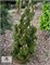 Комет (Pinus nigra Komet) 3350